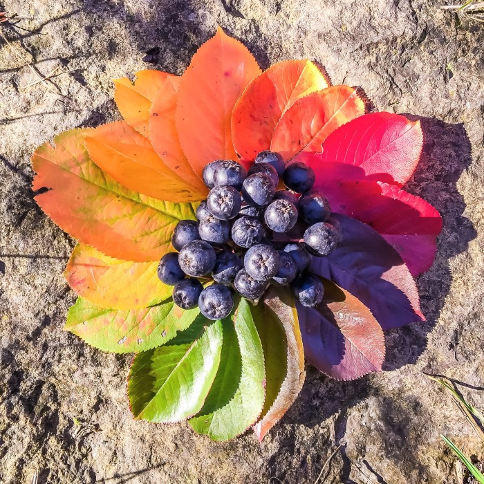 Seitenfoto: Aronia Pflanze Laubfärbung im Herbst