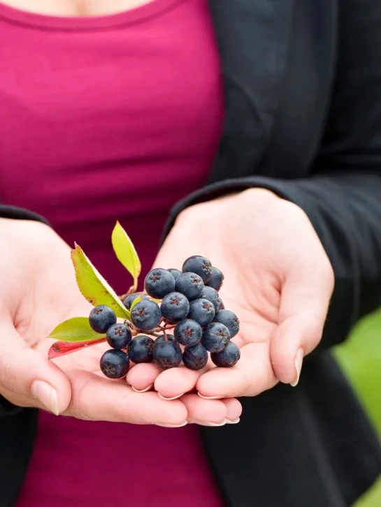 Seitenbild: Startseite Aronia in Händen