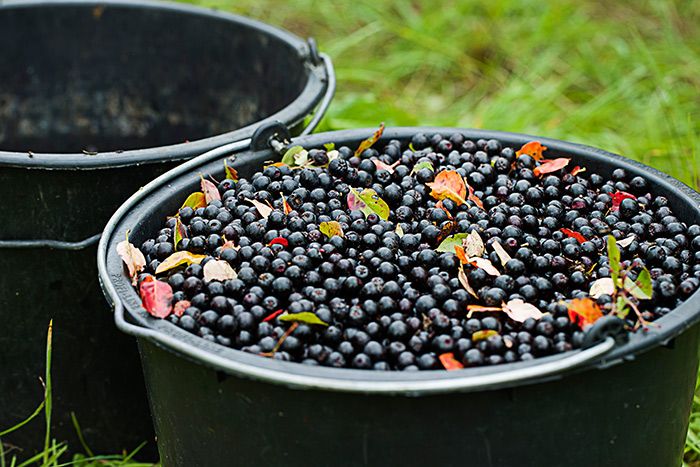 Geernte Aroniabeeren (Aronia ORIGINAL)