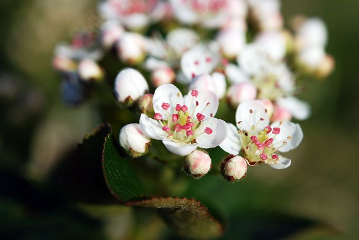 Blüte der Aroniabeere (Aronia ORIGINAL)