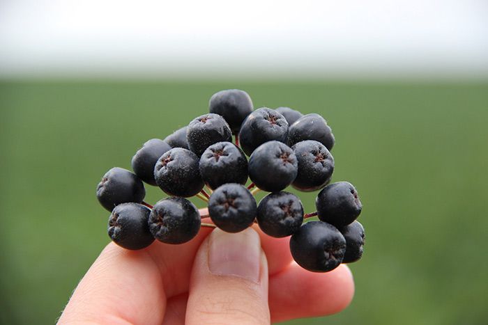 Aroniadolde in der Hand (Aronia ORIGINAL)