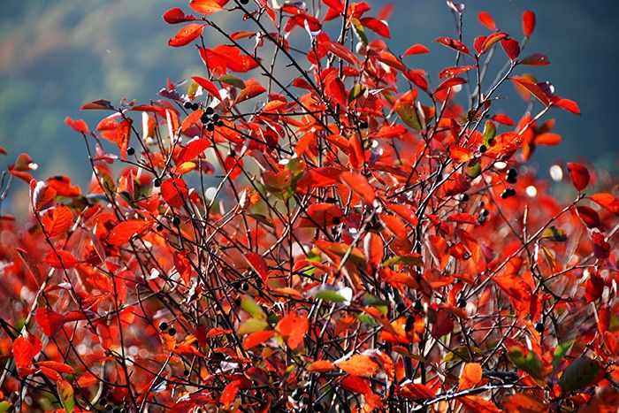 Pressebild: Aroniapflanzen im Herbst