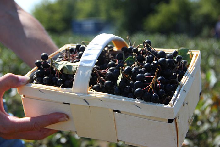 Geernte Aroniabeeren (Aronia ORIGINAL)