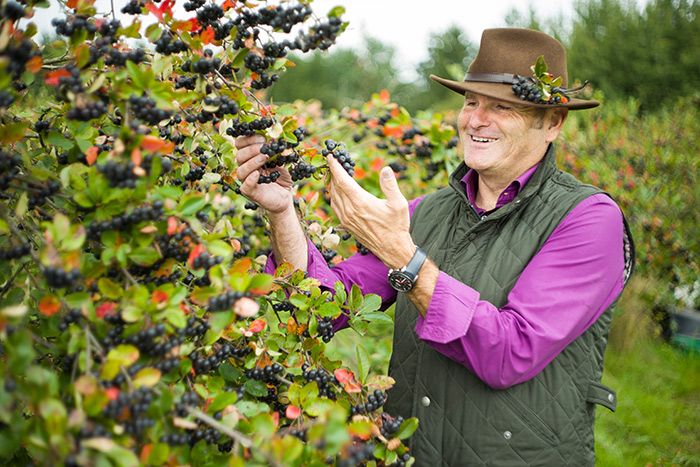 Jörg Holzmüller (GF) in der Aroniaplantage