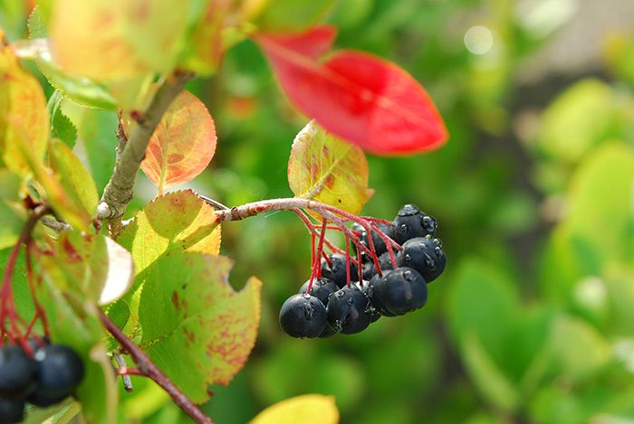 Reife Beeren mit Tropfen (Aronia ORIGINAL)